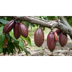 Soklet 70% hořká čokoláda 50 g